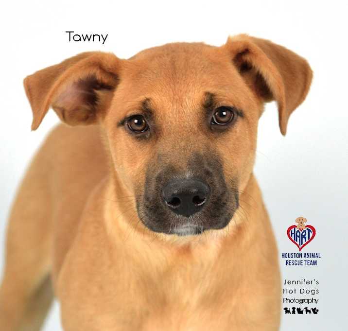 Photo of Tawny