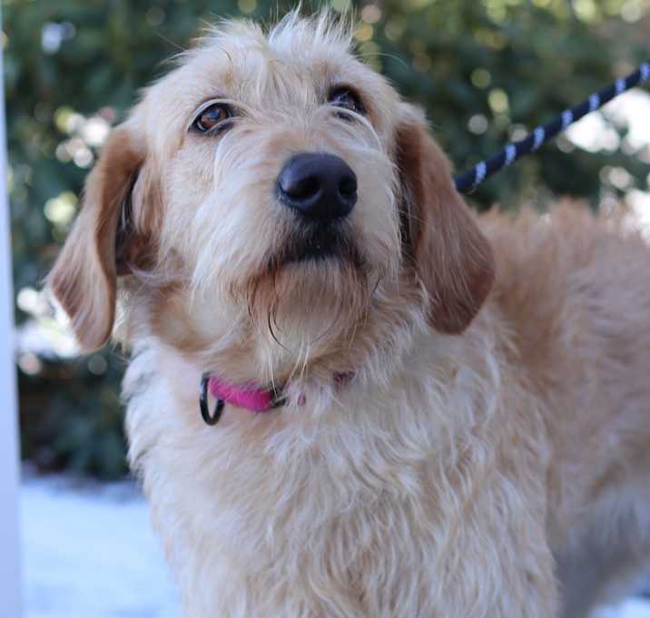 Photo of Honey