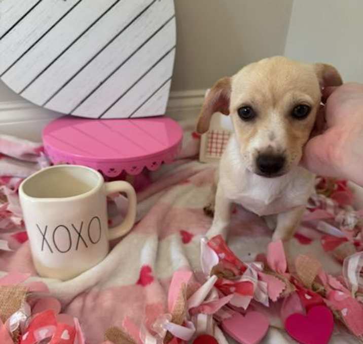 Photo of ROSALINA-Adoptied