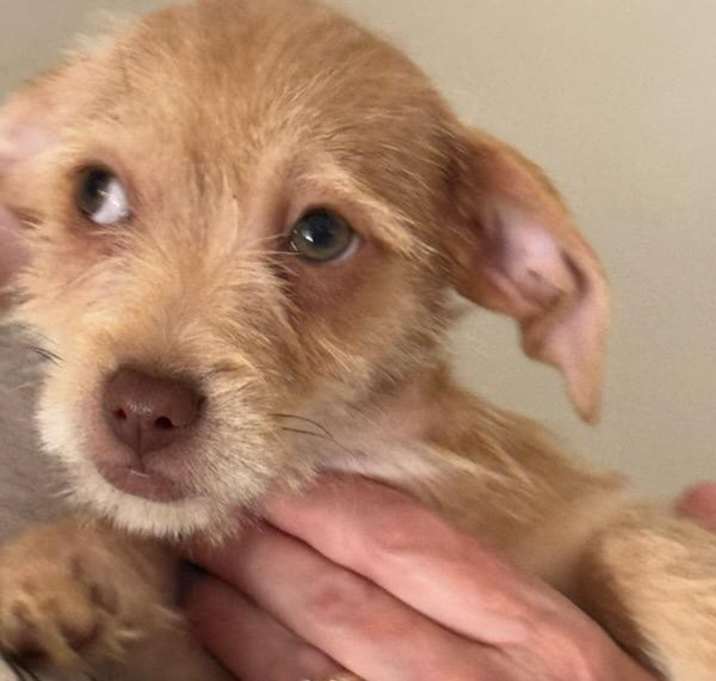 Photo of DAISEY-ADOPTED