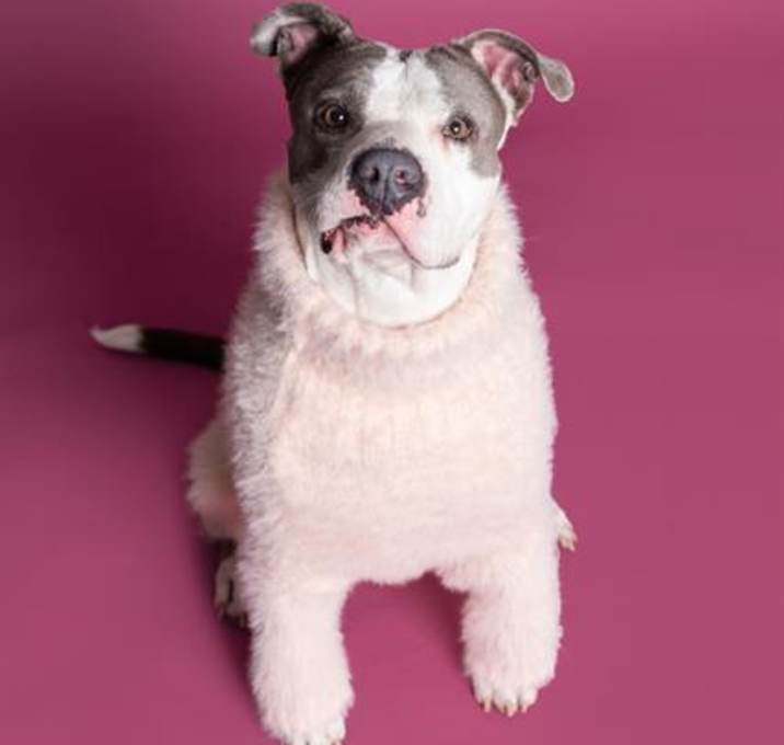 Photo of GINGER