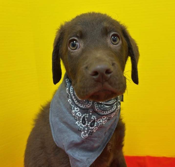 Photo of Khaki