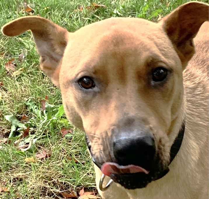 Photo of Cody, urgent foster needed!