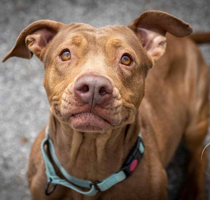 Photo of Winnie - 23287