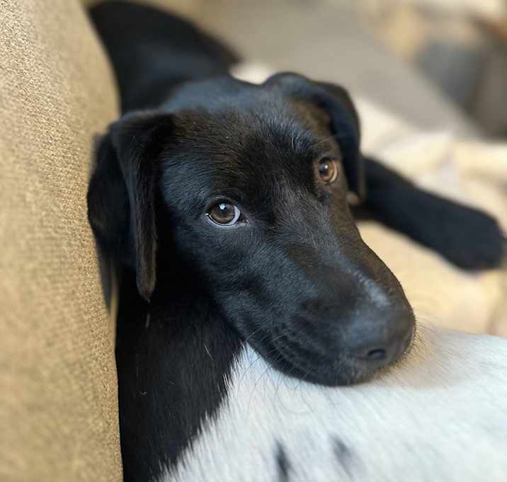 Photo of Pixie (Whimsical Trio)