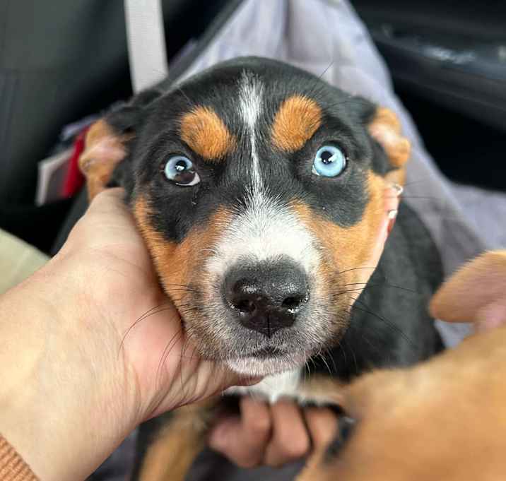 Photo of Willow