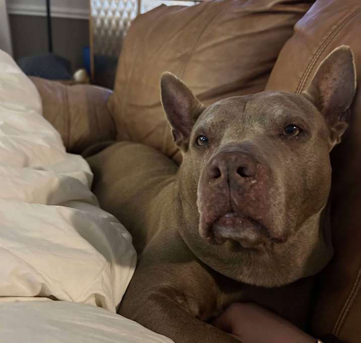 Photo of Sugar