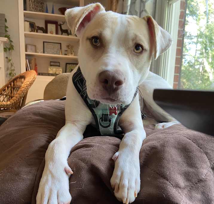 Photo of Luna