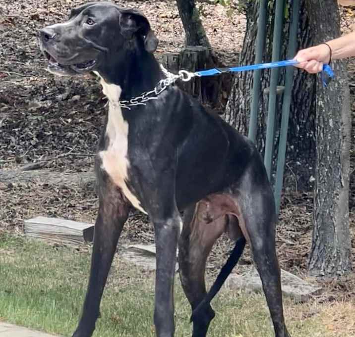 Photo of OPIE  dc