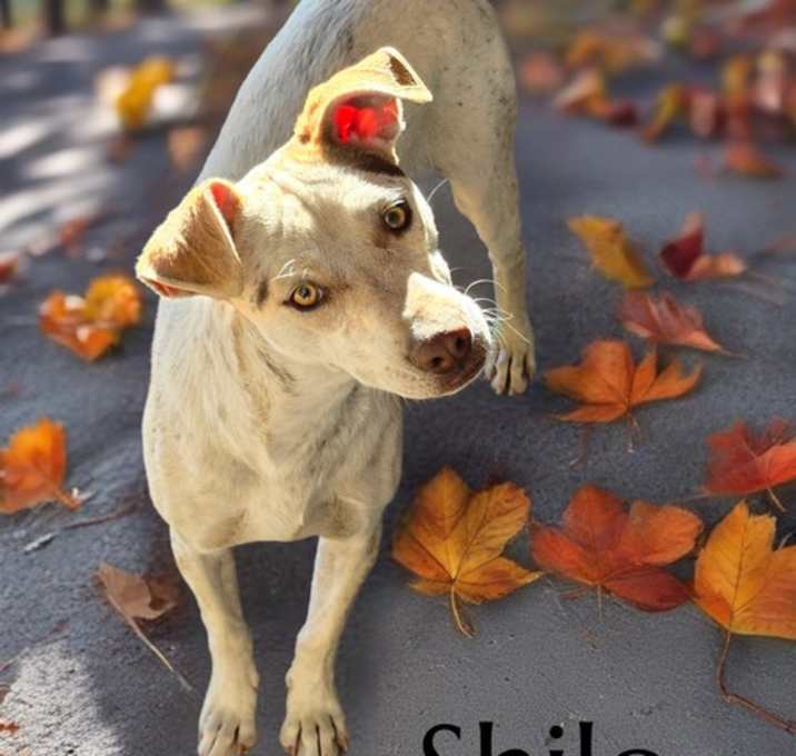 Photo of Shilo