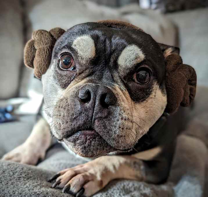 Photo of Beefcake
