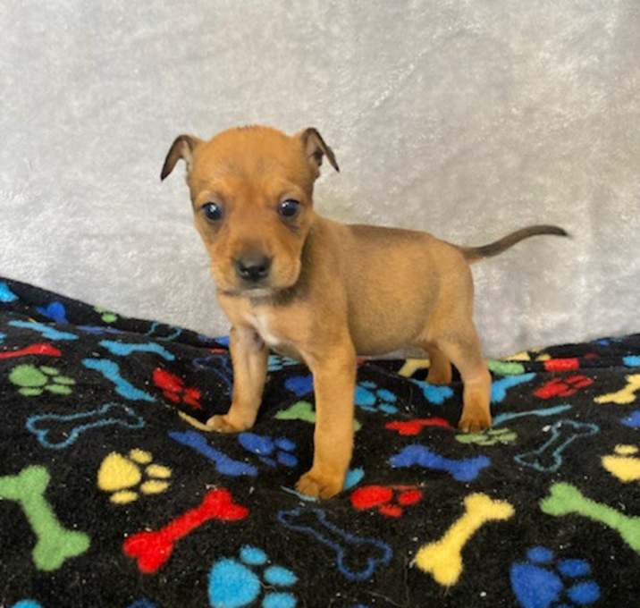 Photo of Peanut
