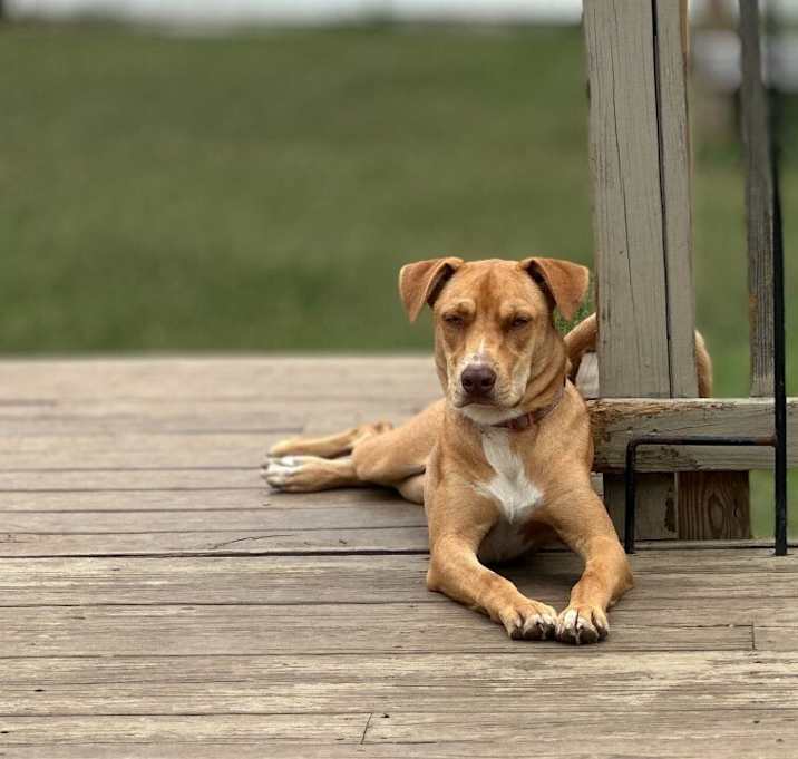 Photo of Laney - w/house