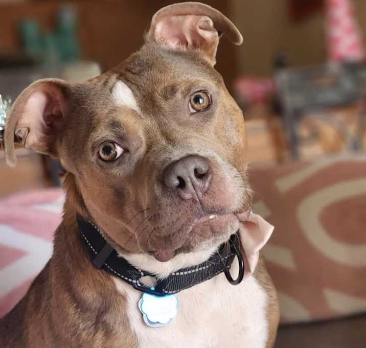 Photo of Xena