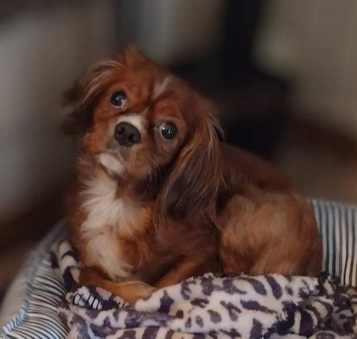 Photo of Amelia