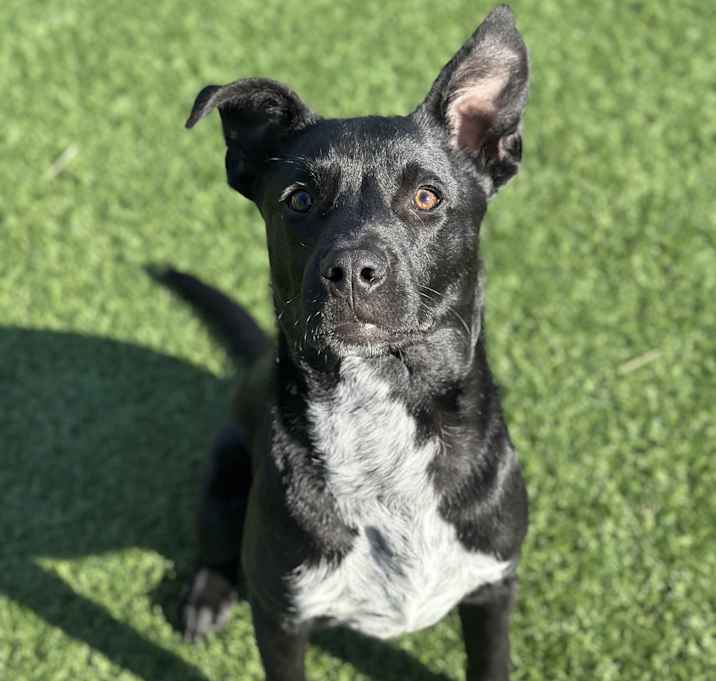 Photo of Taz