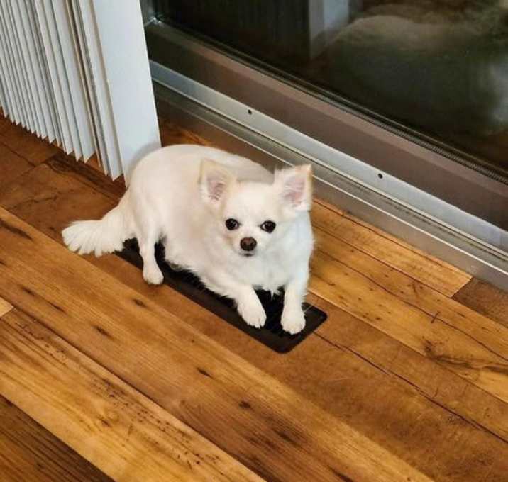 Photo of Chichi