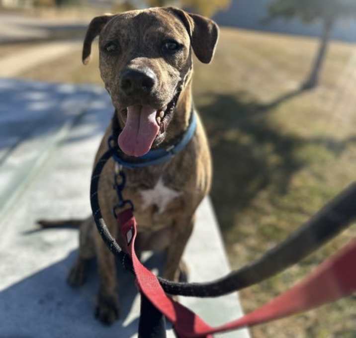 Photo of Brownie