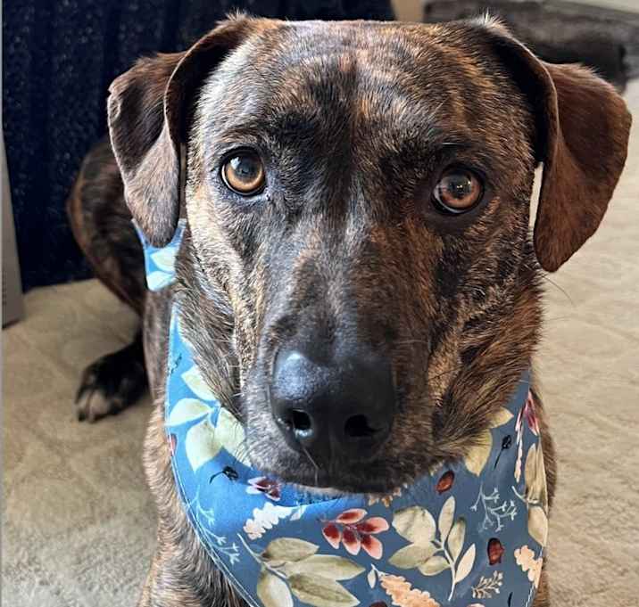 Photo of Ollie