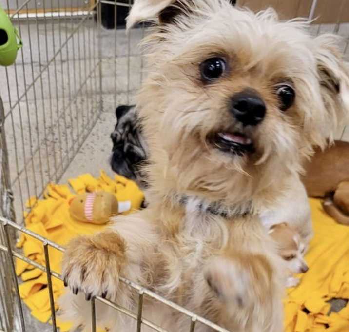 Photo of Scrappy
