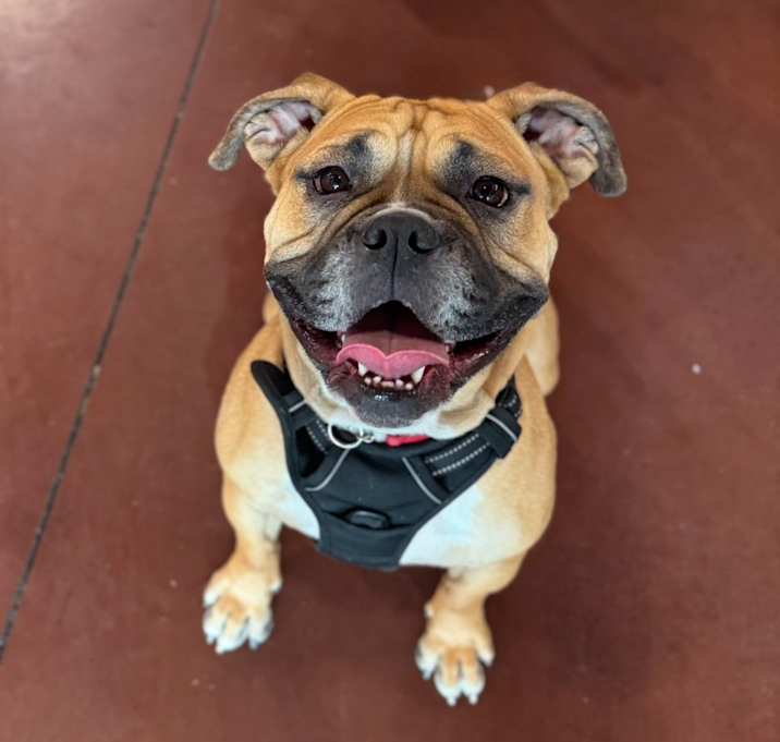 Photo of Honey