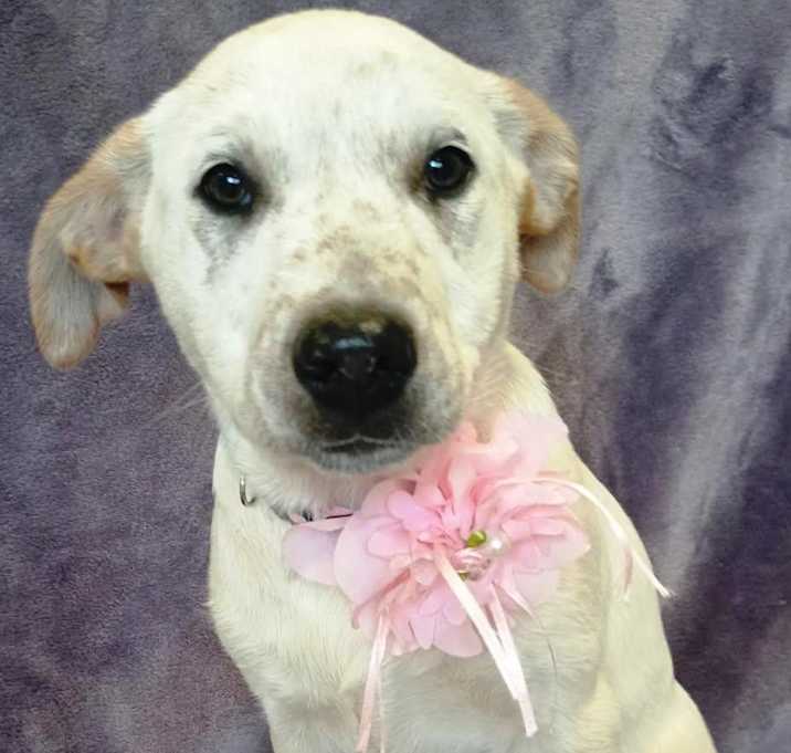 Photo of Abby