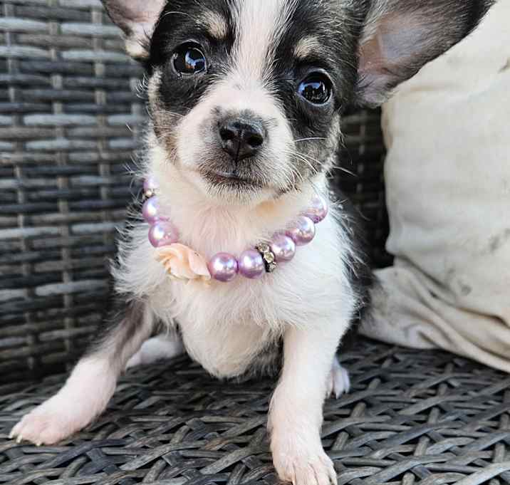 Photo of Sweet Potato