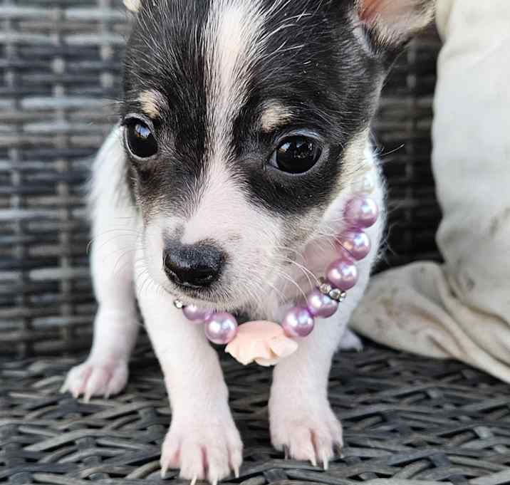 Photo of Snickerdoodle