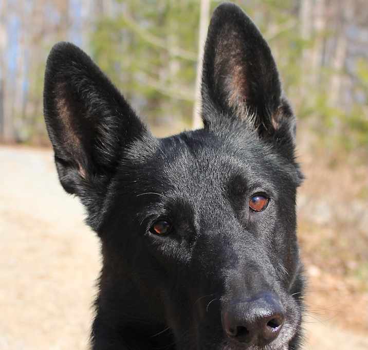 Photo of Coal