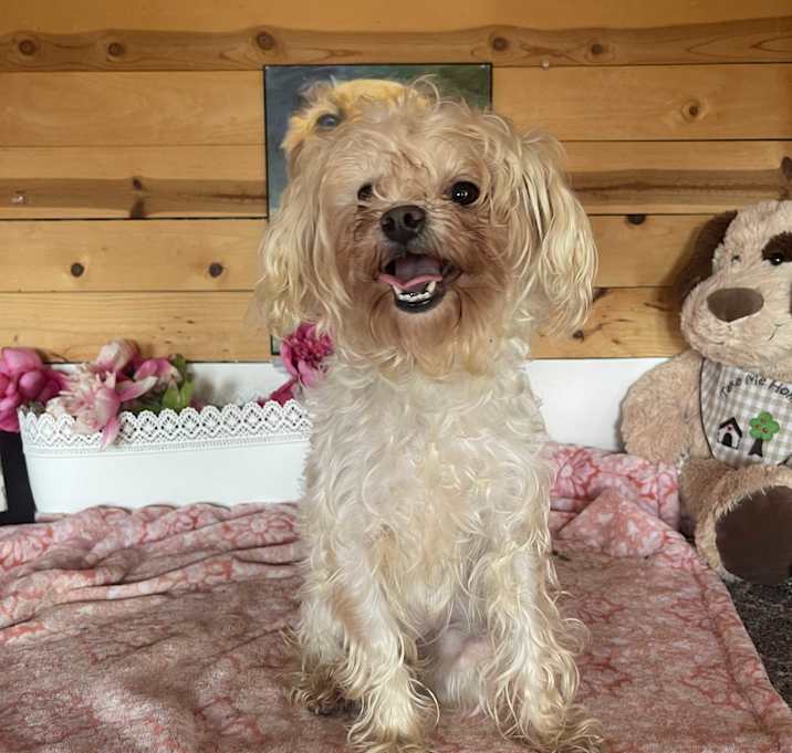Photo of Tink