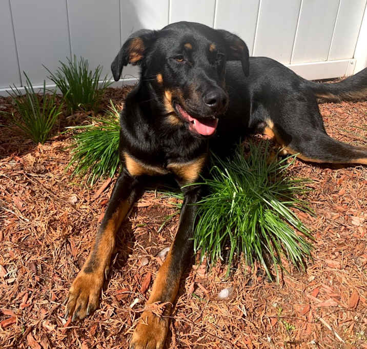 Photo of Smokey
