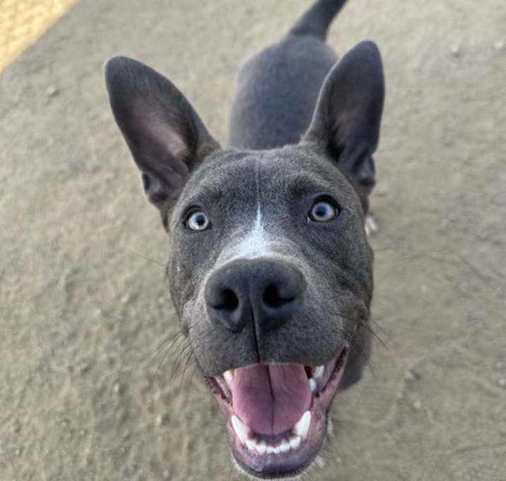 Photo of Baloo