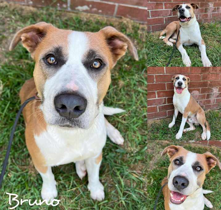 Photo of Bruno