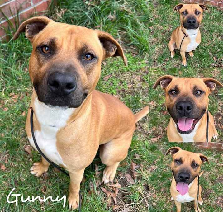 Photo of Gunny