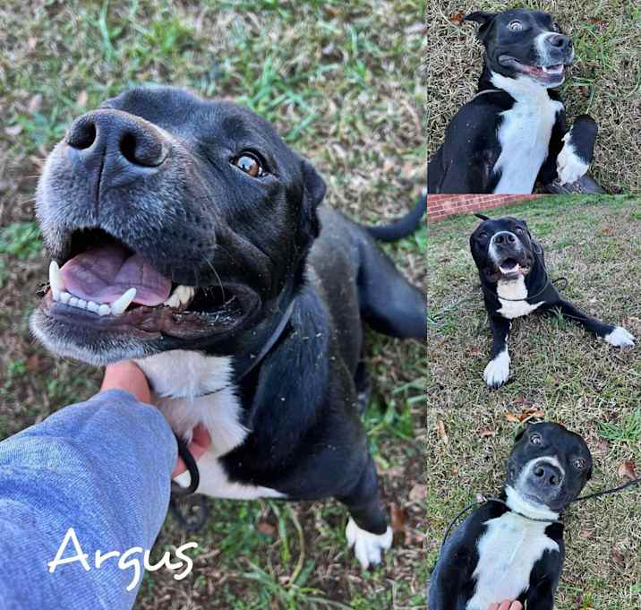 Photo of Argus