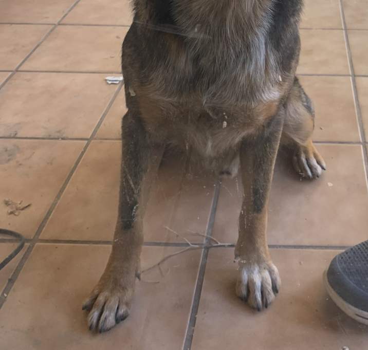 Photo of Raven