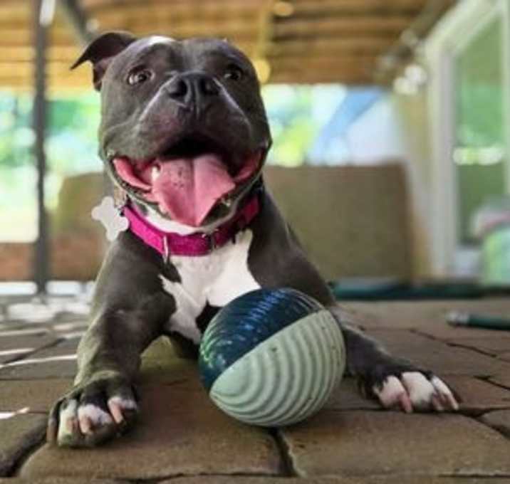 Photo of Harley