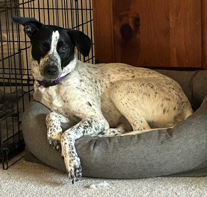 Photo of Holly AKA Story (Fairy Tale Litter)