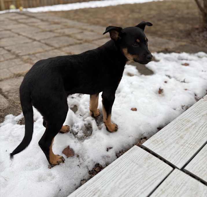 Photo of Bramble