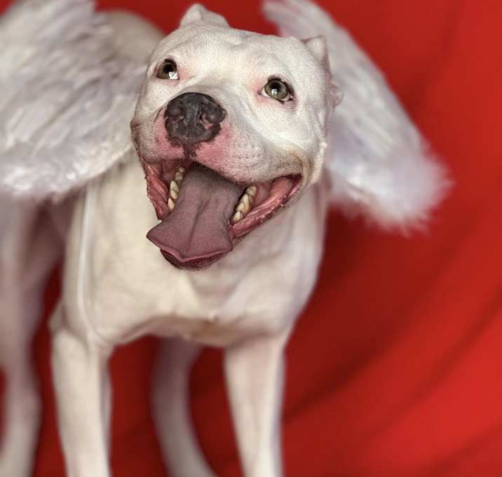 Photo of Whisper