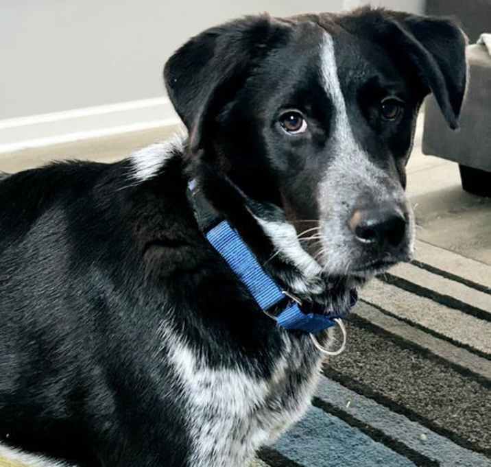 Photo of ALFIE  BLUE -TENDER HEART...EASY