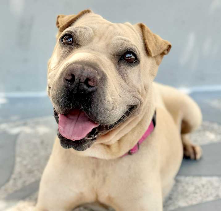 Photo of Nova