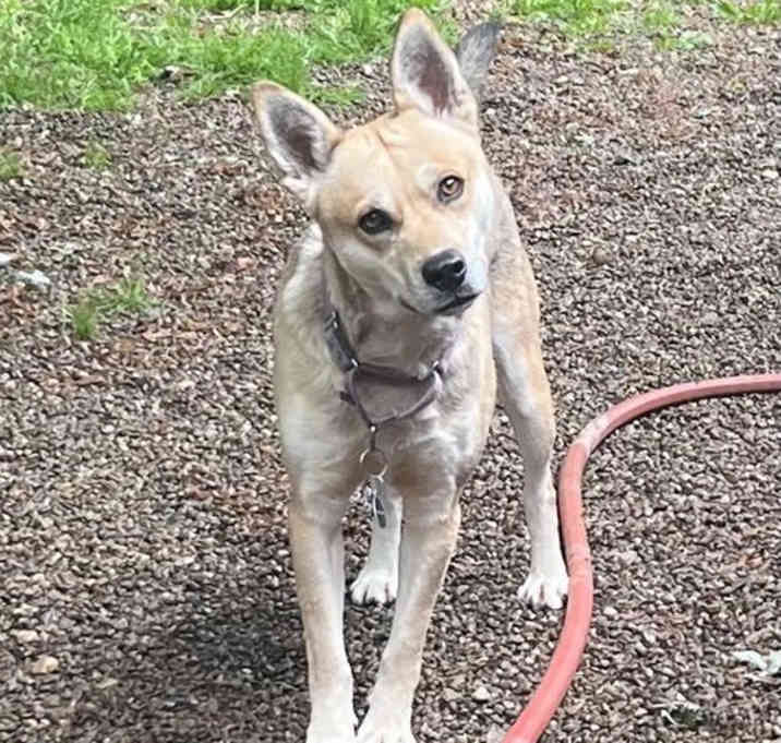Photo of ROCKY