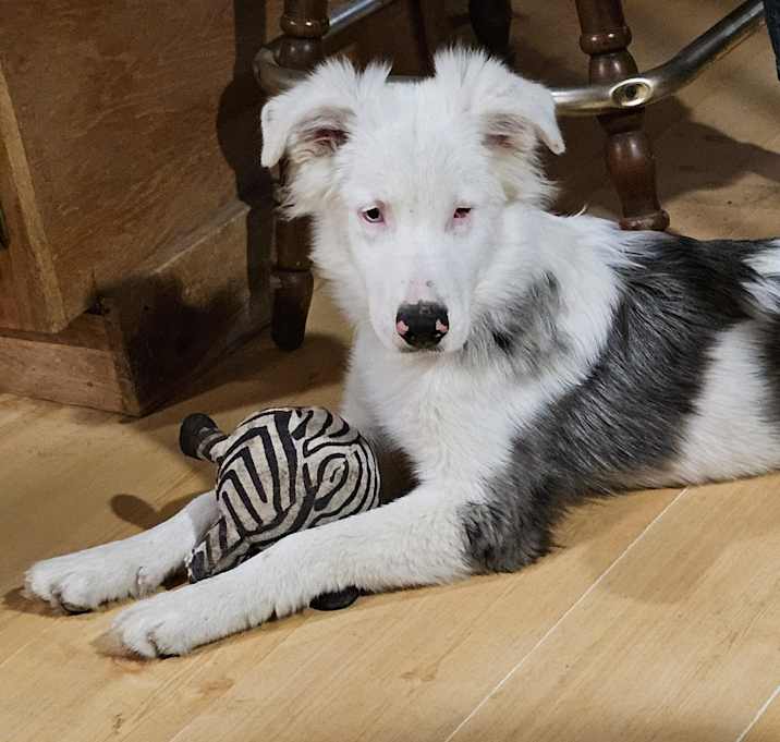 Photo of Odin