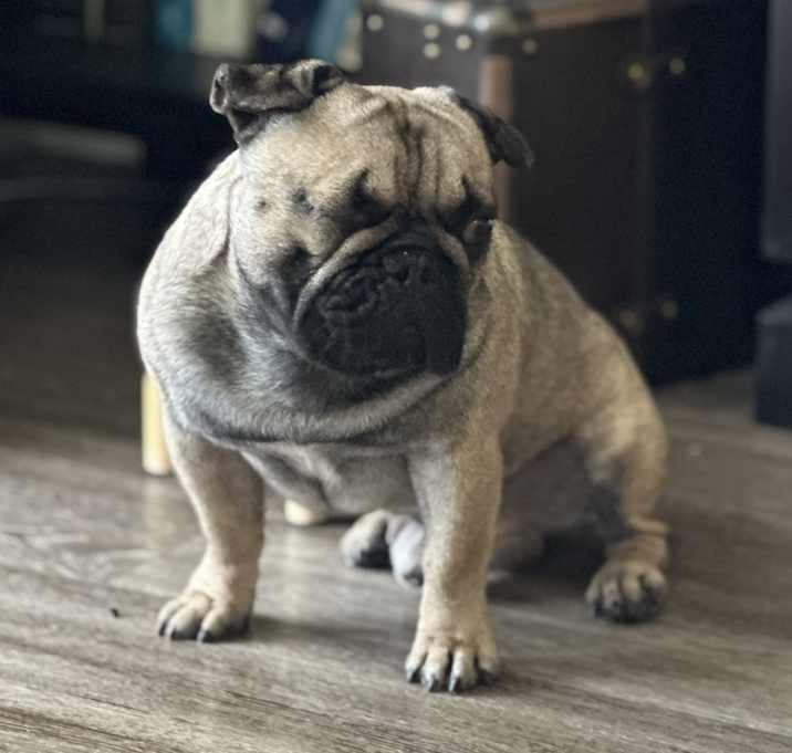 Photo of Chase - One-Eyed Frenchie!