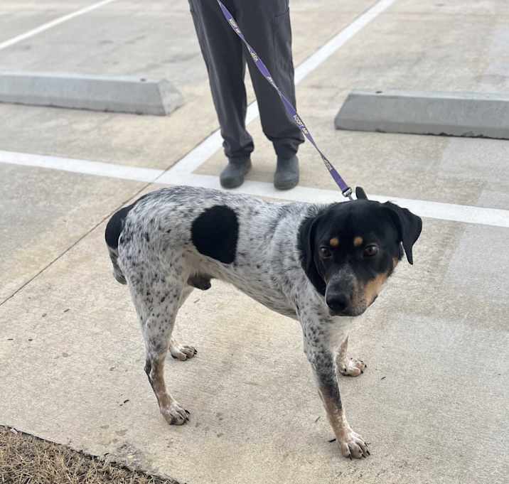 Photo of Spike