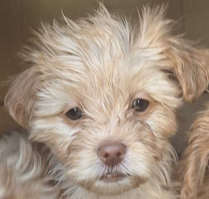 Photo of Polly