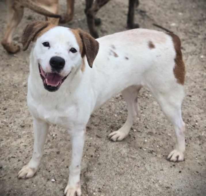 Photo of Posie