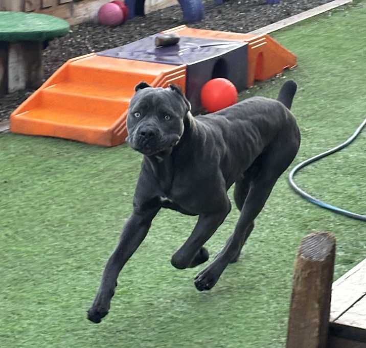 Photo of Rocco