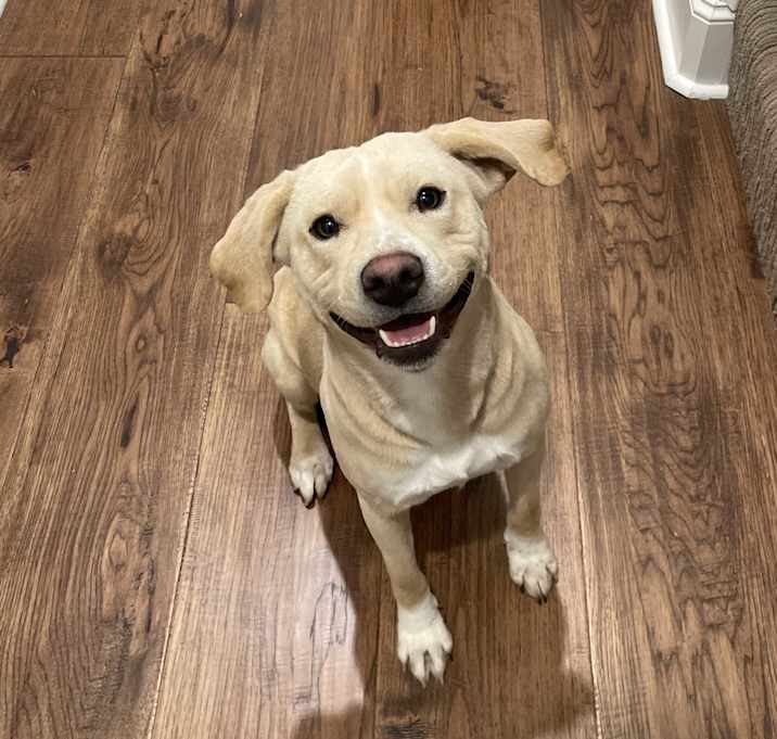 Photo of Opal